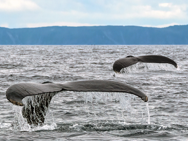 Humpback Whale tails Witless Bay Neal Mutiger © Dreamstime.com